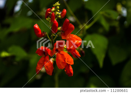 Flower beans Flower beans 11280681