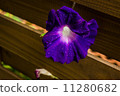 Morning 11280682