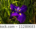 Iris 11280683