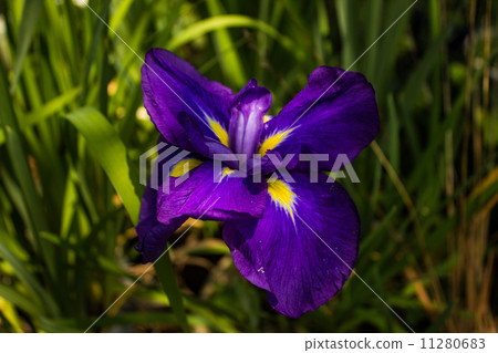 Iris Iris 11280683