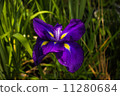 Iris 11280684