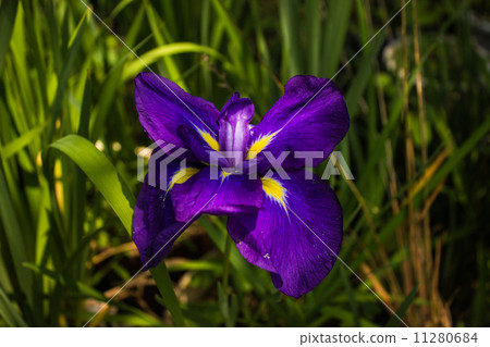 Iris 11280684