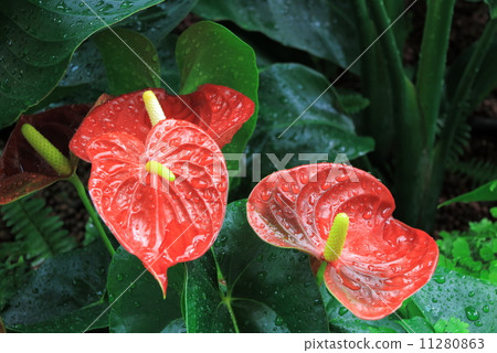 Anthurium 11280863