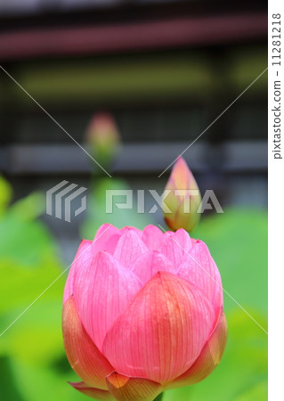 Lotus Lotus 11281218