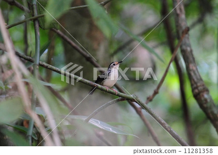Striped Wren-Babbler (Shirafasaiti Chimedri) 11281358