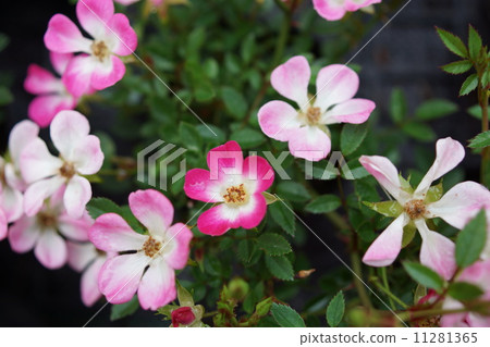 玫瑰迷你巴拉盆景（春天四面八方） 11281365