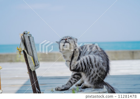 Cat in Tashirojima 11281478
