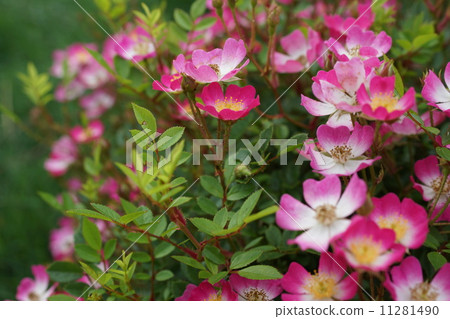 玫瑰迷你玫瑰盆景（azumino） 11281490