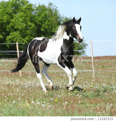 Beautiful skewbald stallion running on flowering pasturage 11281525