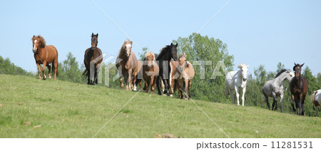 Very various barch of horses running on pasturage 11281531