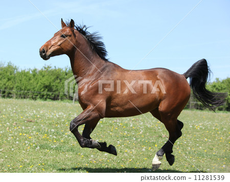 Amazing brown sport pony running on pasturage 11281539