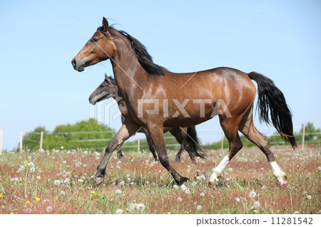 Amazing brown sport pony running on pasturage 11281542