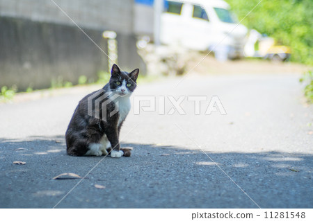 Cat in Tashirojima 11281548