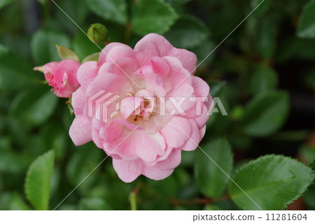 Rose mini-rose bonsai (The Fairy) Rose mini-rose bonsai (The Fairy) 11281604
