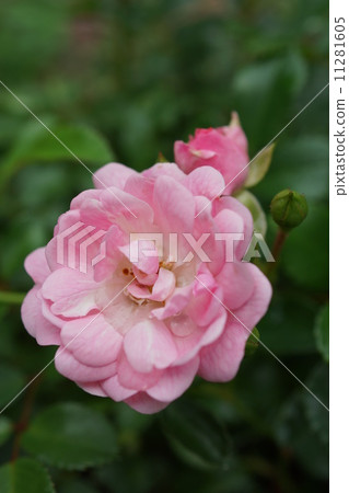 Rose mini-rose bonsai (The Fairy) Rose mini-rose bonsai (The Fairy) 11281605