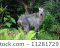 Antelope 11281729