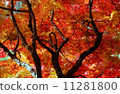 Autumn leaves 11281800