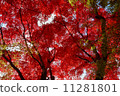 Autumn leaves 11281801