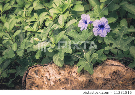 Ruellia tuberosa flower vintage Ruellia tuberosa flower vintage 11281816