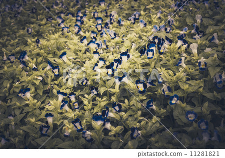 Torenia or Wishbone flowers vintage 11281821