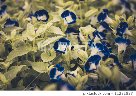 Torenia or Wishbone flowers vintage 11281857
