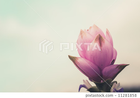 Curcuma alismatifolia or Siam tulip or Summer tulip vintage Curcuma alismatifolia or Siam tulip or Summer tulip vintage 11281858