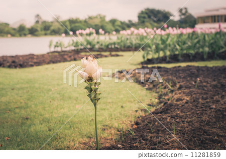 Curcuma alismatifolia or Siam tulip or Summer tulip vintage Curcuma alismatifolia or Siam tulip or Summer tulip vintage 11281859