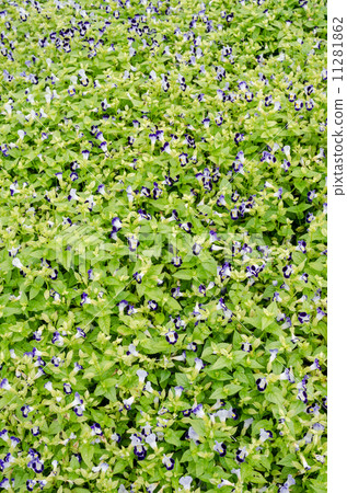Torenia or Wishbone flowers Torenia or Wishbone flowers 11281862