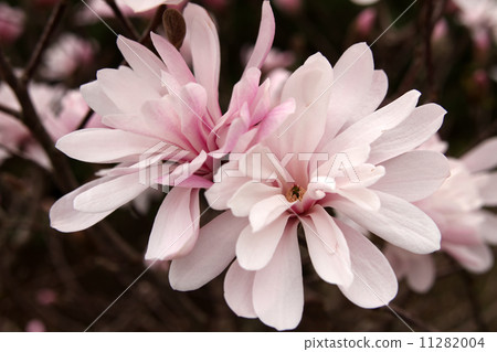 星花木蘭 星花木蘭 11282004