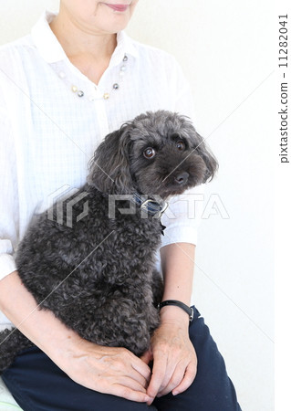 A woman holding a toy poodle (body parts) 11282041