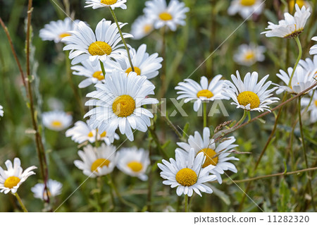 white daisy white daisy 11282320