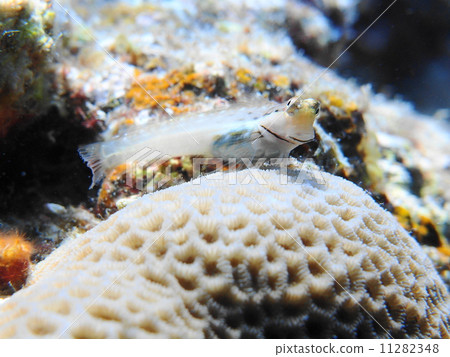 石垣青蛙 11282348