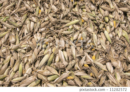 Heap of moldy and rotten corns 11282572