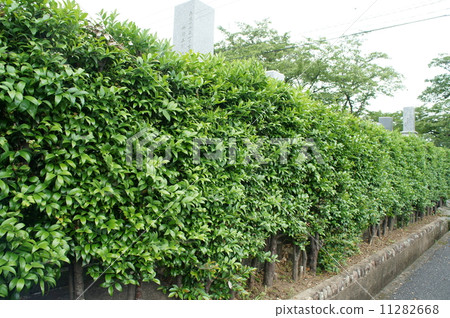 Nagi tree hedge in the cemetery 11282668