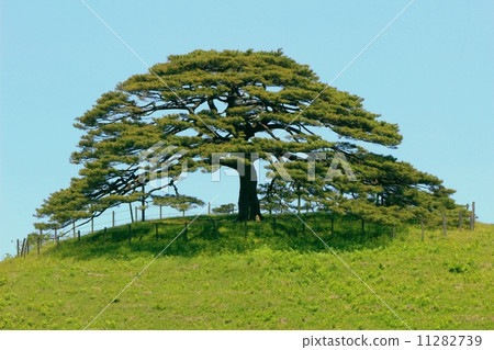 Ikejiri-Dora umbrella pine Ikejiri-Dora umbrella pine 11282739