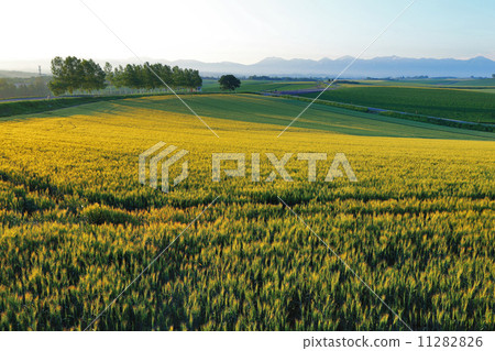 Seven Star Tree Seven Star Tree 11282826