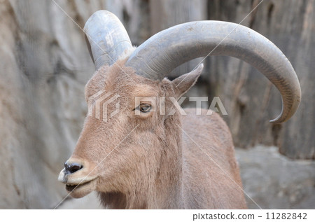 Burberry sheep - Stock Photo [11282842] - PIXTA