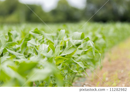 Corn field Corn field 11282982