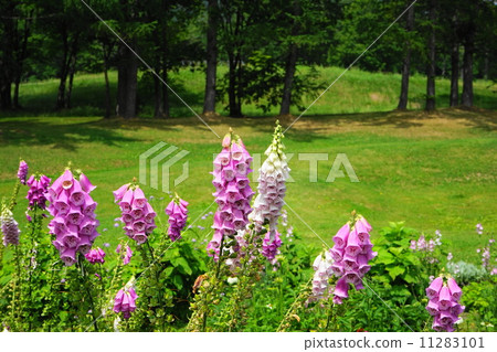 七月花Jigitalis·Gomanohaegusae 20 11283101