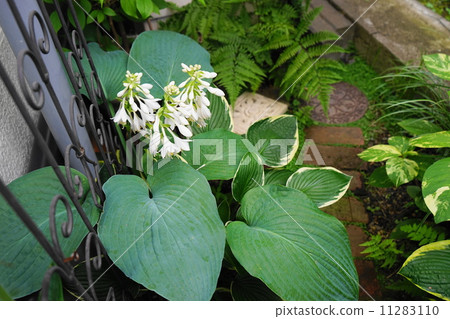 July Flower Buddhism / Lily Fair 21 11283110