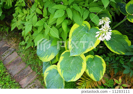 July Flower Buddhism / Lily Flower 20 11283111