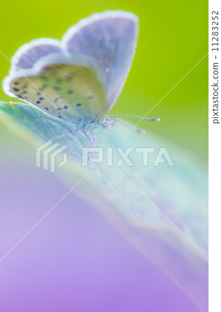 Yamato Shizimi 11283252