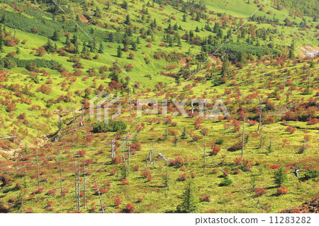 Shiga Takahara Yamada Pass of autumn leaves 11283282