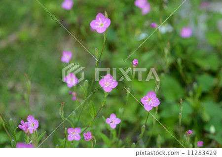 Yuge肖花 Yuge肖花 11283429