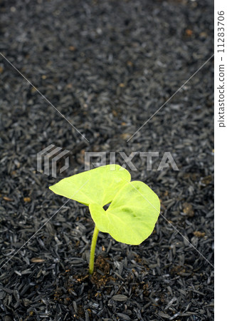 Futaba of cotton 11283706