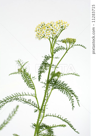 Flower of a saw bowl Flower of a saw bowl 11283715