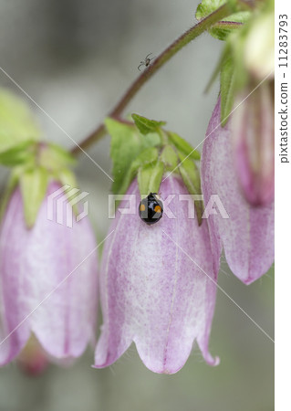 瓢蟲 11283793
