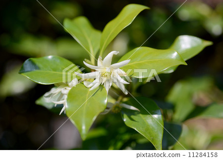 四季見花 11284158