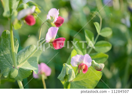 Pea flowers 11284507