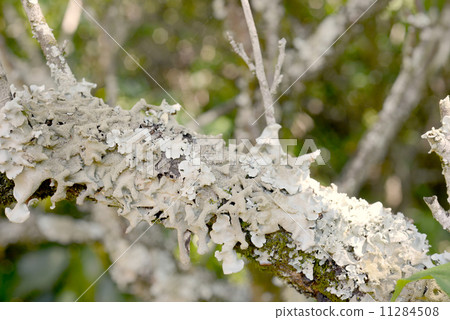 Parmeliaceae Parmeliaceae 11284508